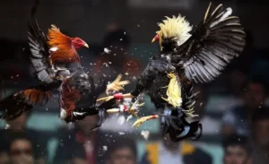 Cách Chơi Đá Gà Sabong VNBet77 Đỉnh Cao Giải Trí Cá Cược Hấp Dẫn