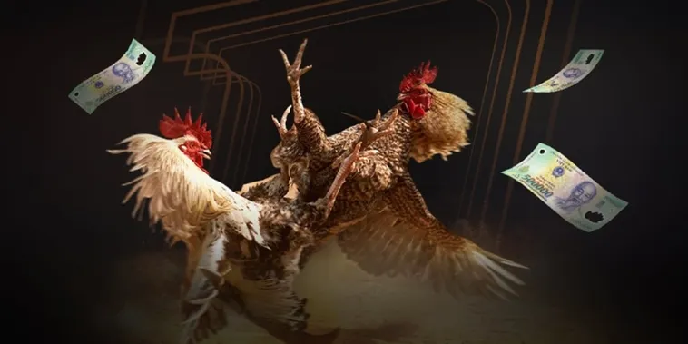 Đá Gà VNBet77 Hấp Dẫn Thu Hút Mọi Cược Thủ Tham Gia Giải Trí